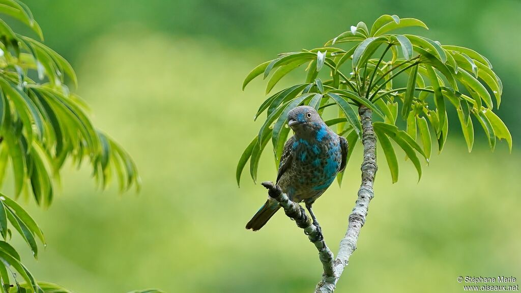 Plum-throated Cotingajuvenile