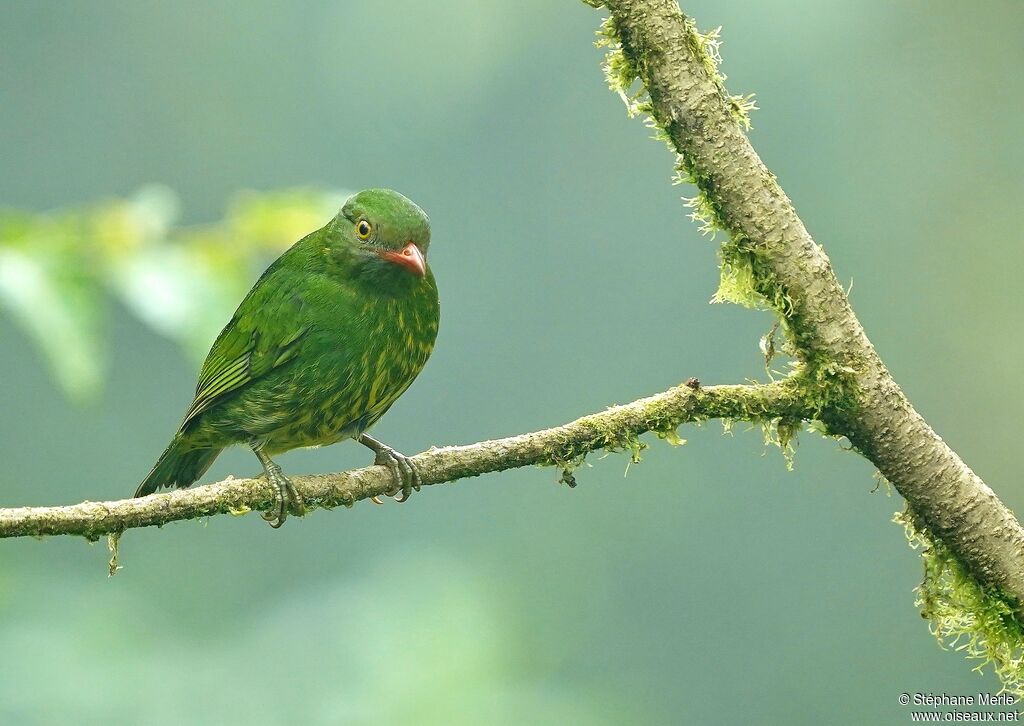 Cotinga jucunda femelle adulte