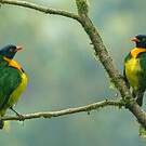 Cotinga jucunda