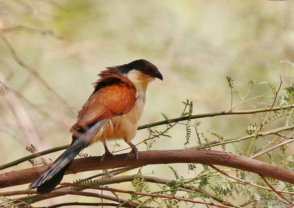 Senegal Coucaladult