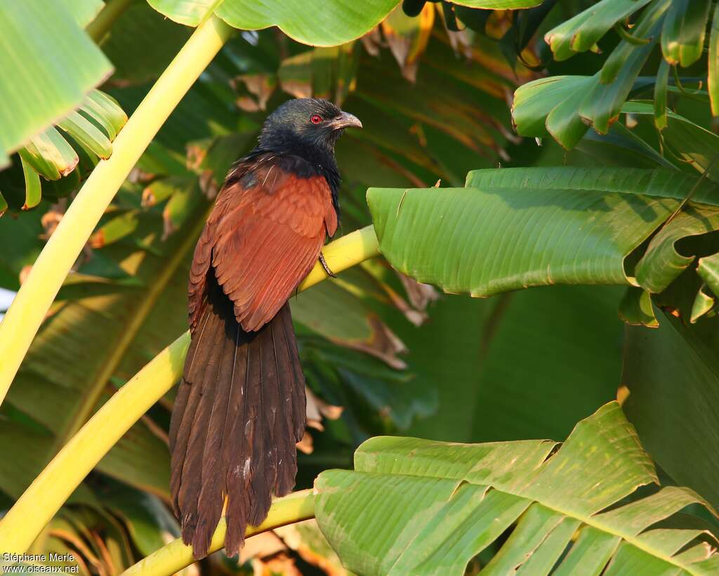 Malagasy Coucaladult breeding, identification