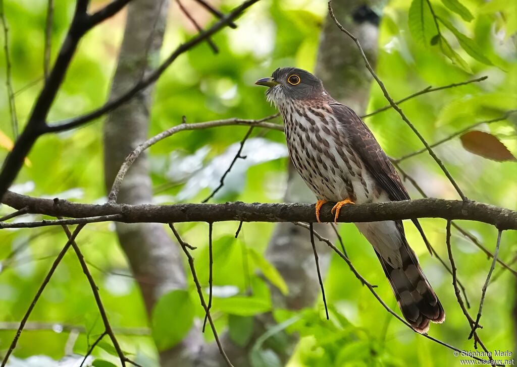 Coucou de Hodgsonadulte