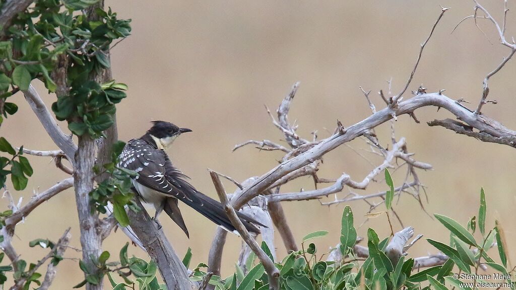 Great Spotted Cuckoo