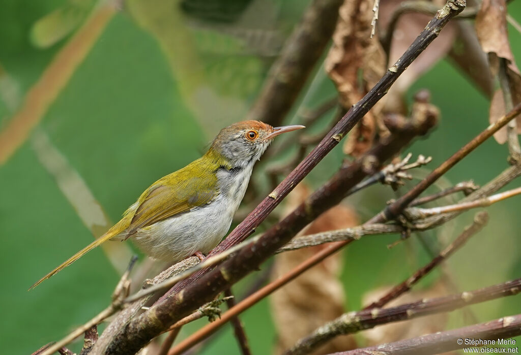 Couturière à longue queueadulte