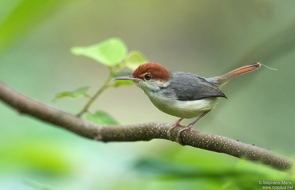 Couturière à queue rousseadulte