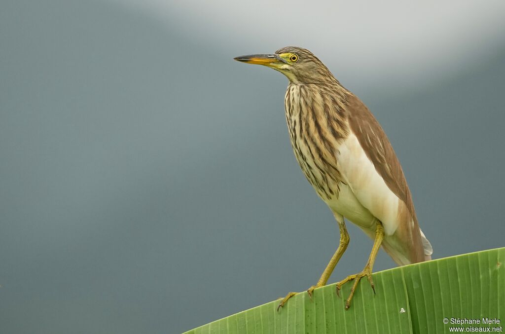 Crabier chinoisadulte internuptial