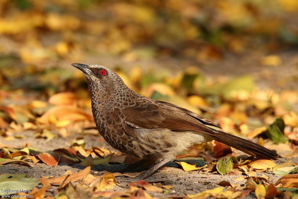 Cratérope de Hartlaubadulte, identification