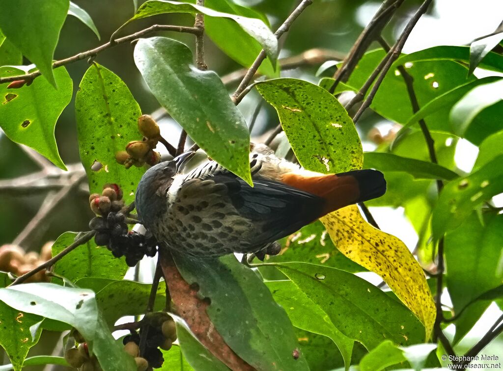 Cutie du Népal femelle adulte