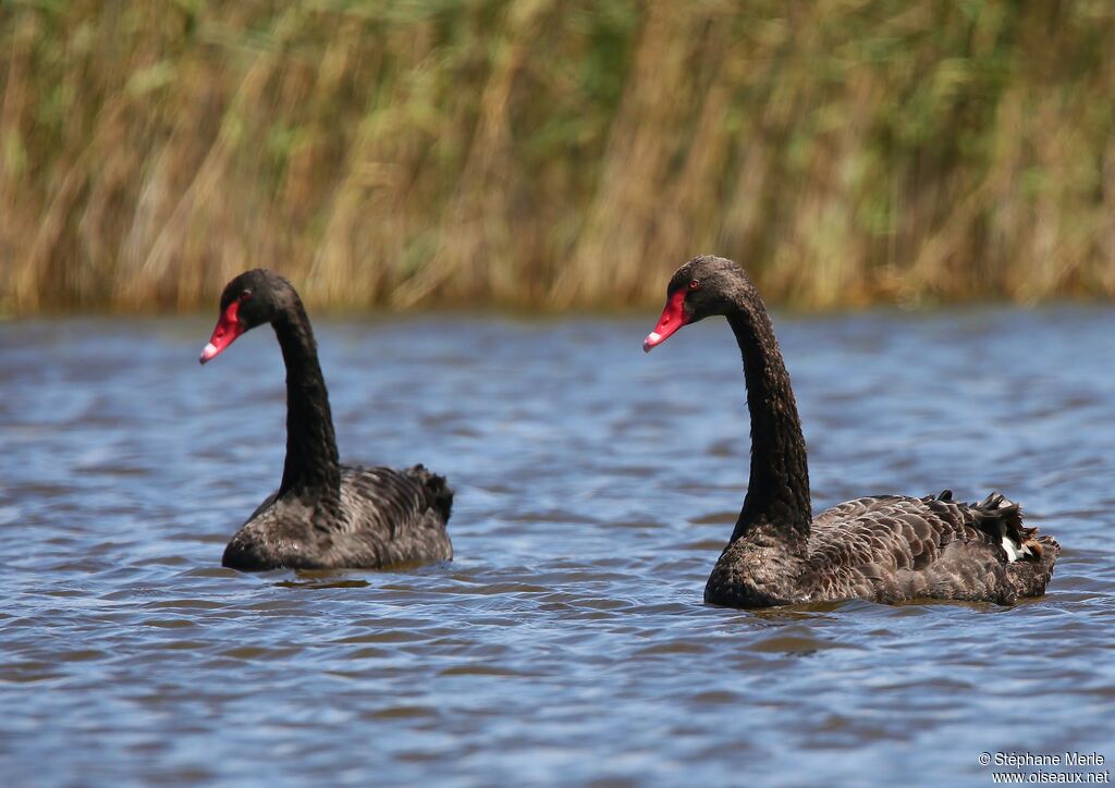 Cygne noir