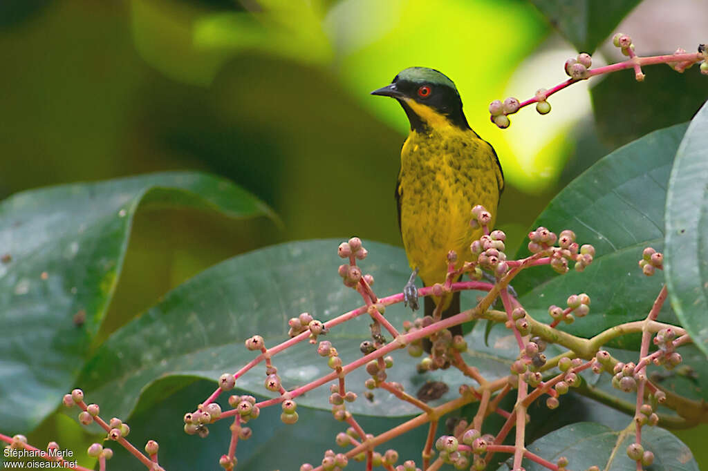 Dacnis à ventre jaune mâle adulte, portrait