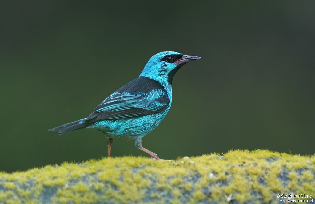 Blue Dacnis male adult