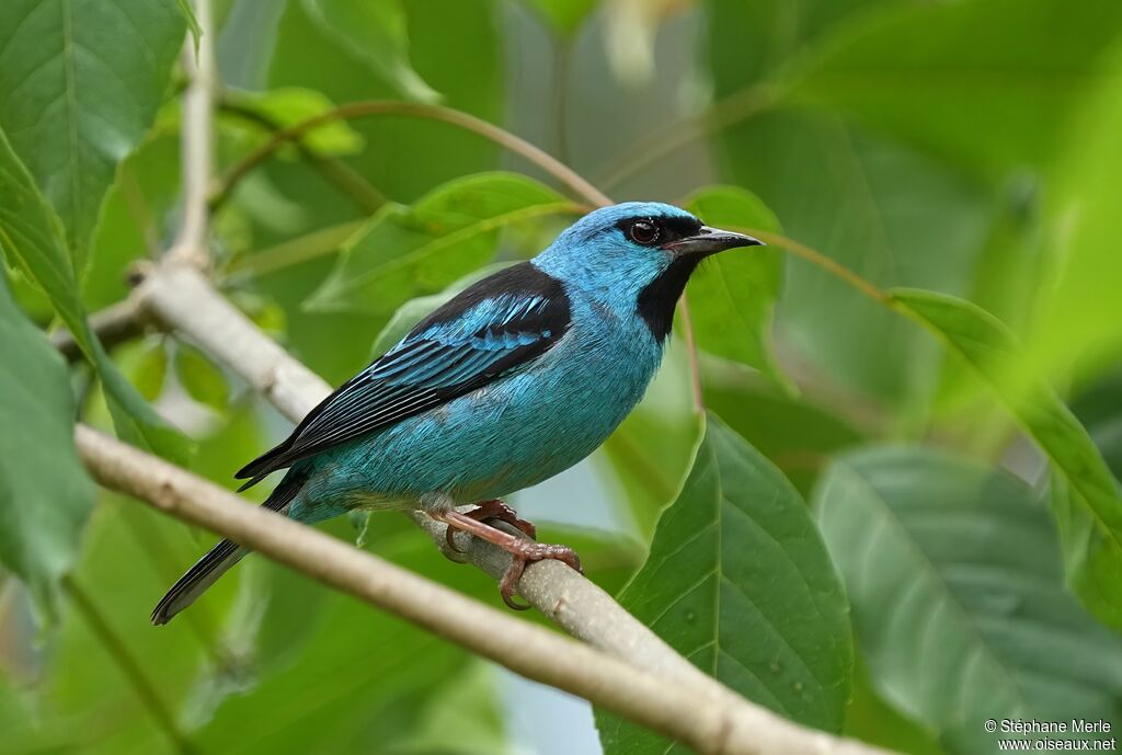 Blue Dacnis male adult
