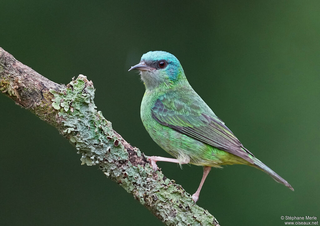 Blue Dacnis female adult