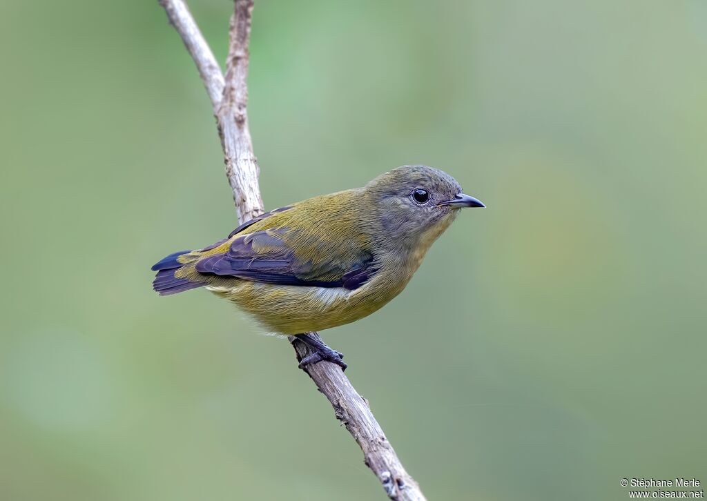 Dicée à gorge feu femelle adulte
