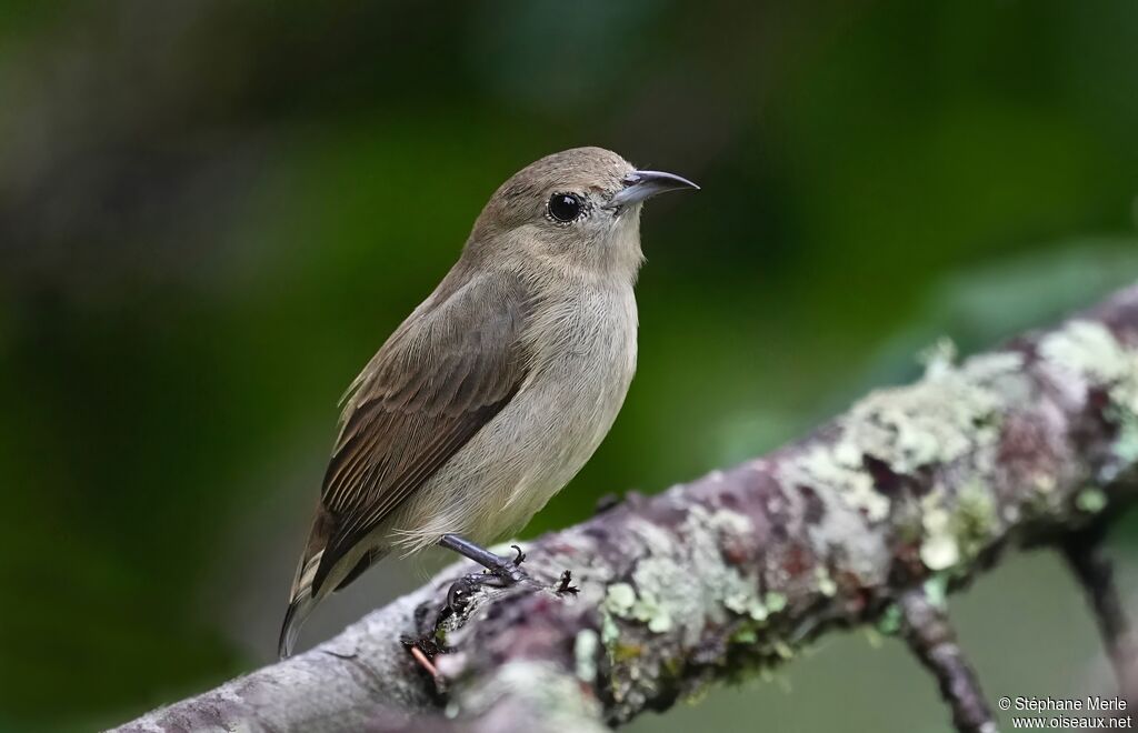 Dicée olivâtreadulte