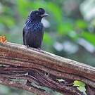 Drongo à raquettes