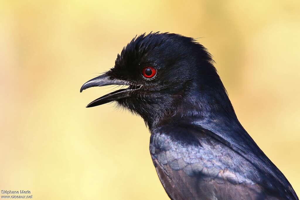 Drongo brillantadulte, portrait