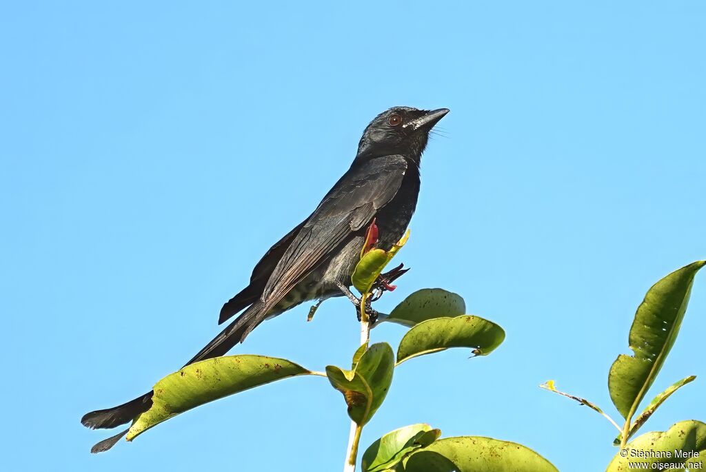 Drongo bronzé