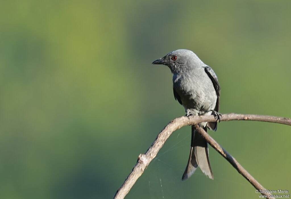 Drongo cendréadulte