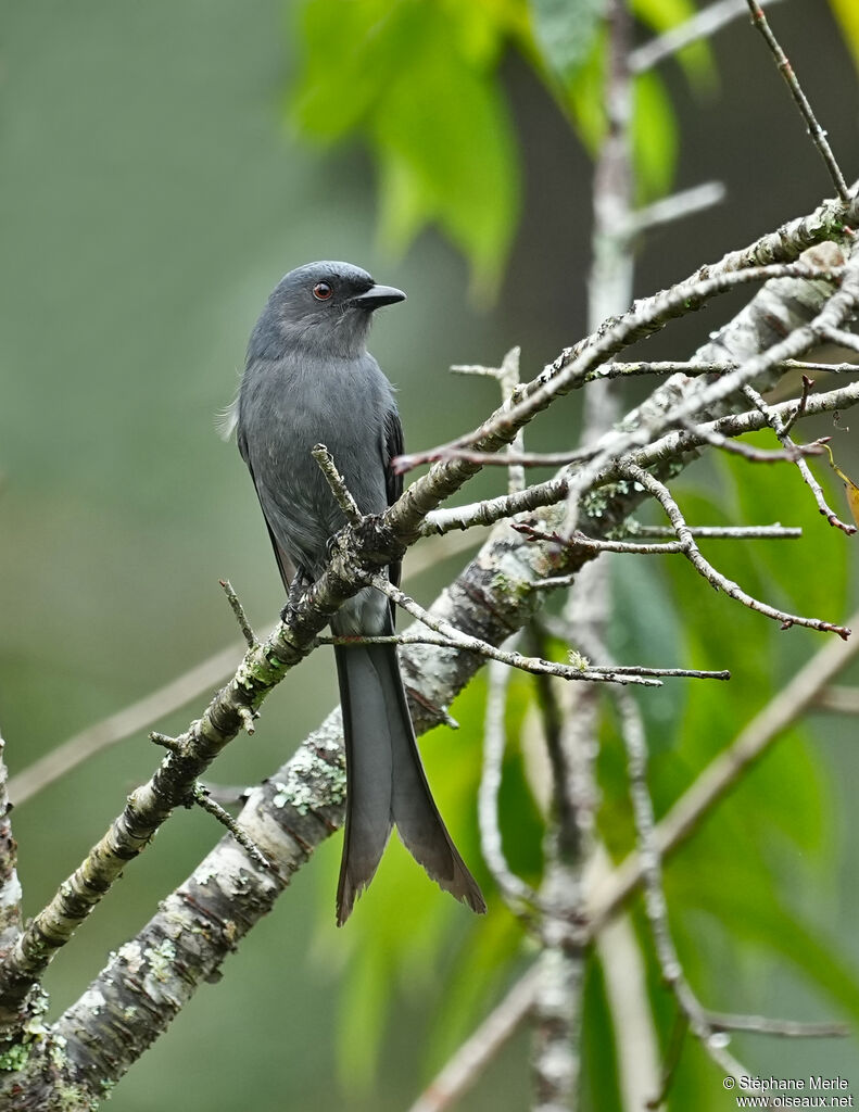 Drongo cendréadulte
