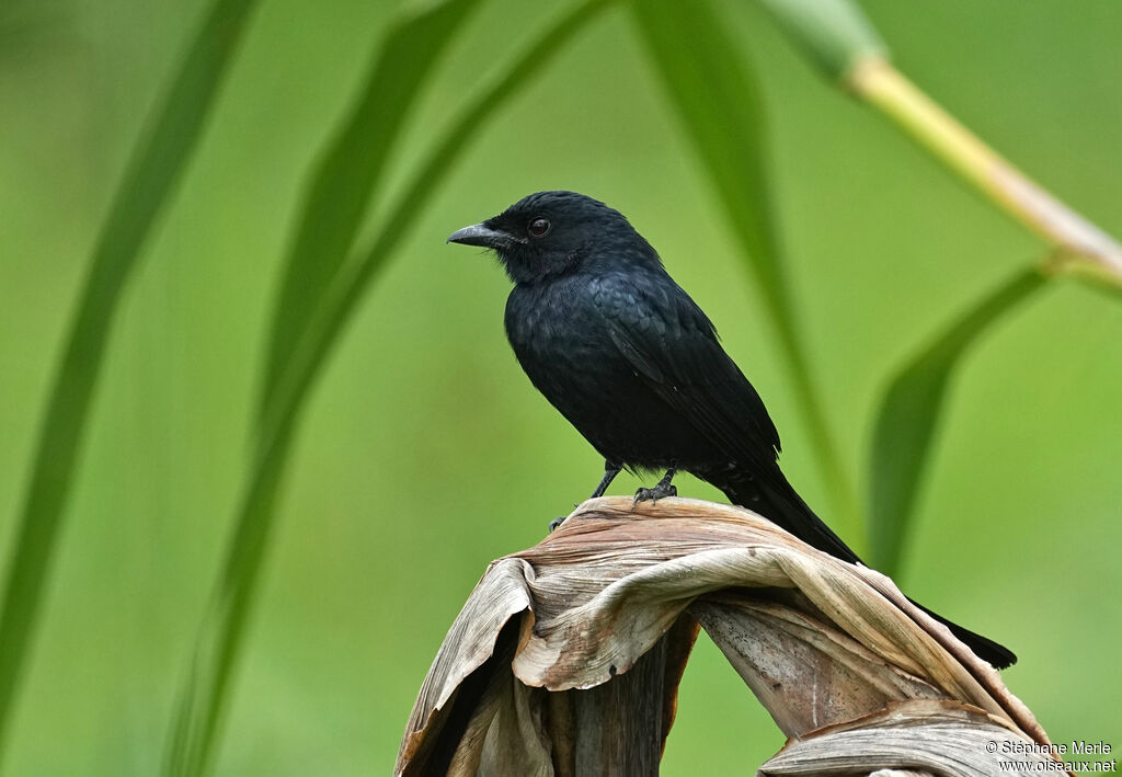 Drongo royaladulte