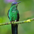 Dryade glaucope