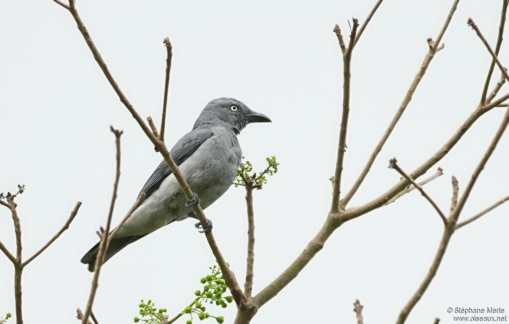 Échenilleur barréadulte