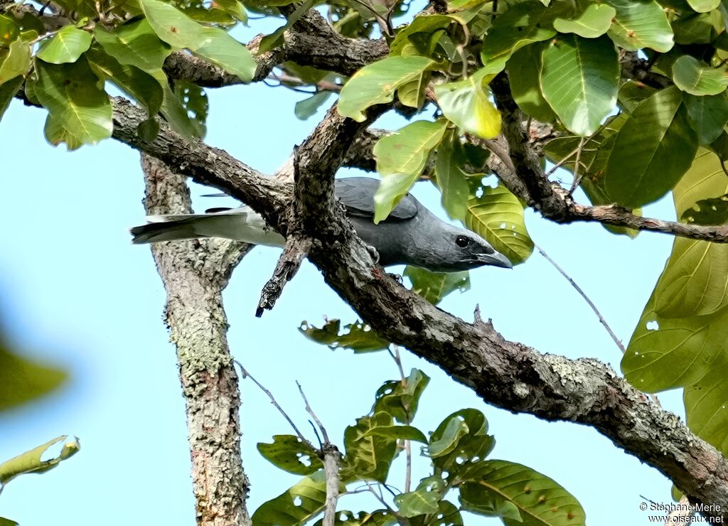 Échenilleur de Macé