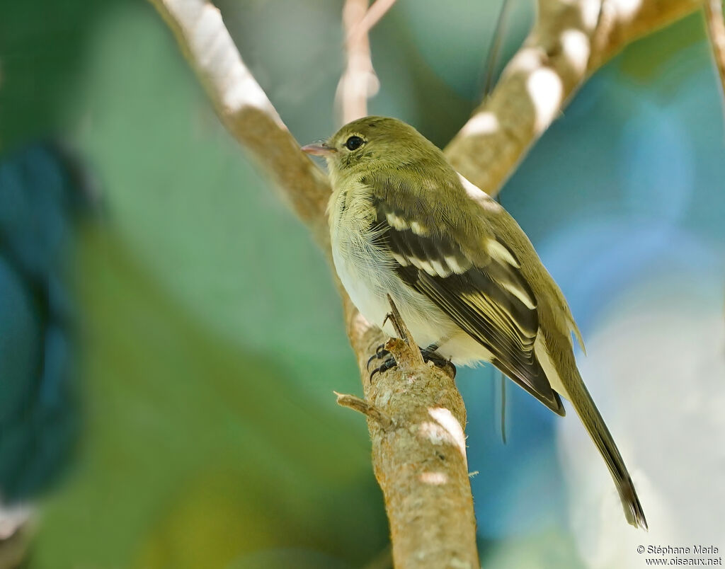 Mountain Elaeniaadult