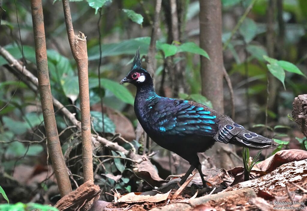 Éperonnier napoléon mâle adulte