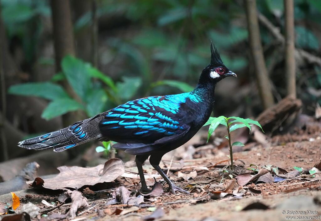 Éperonnier napoléon mâle adulte
