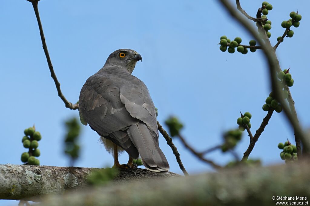 Épervier shikraadulte