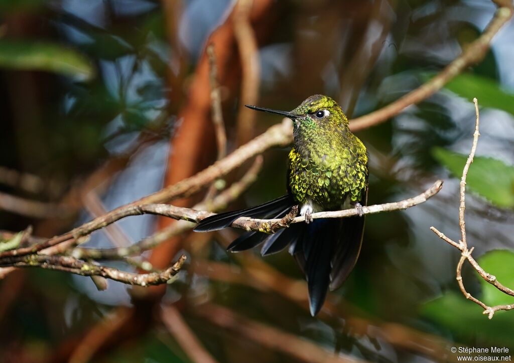 Golden-breasted Pufflegadult