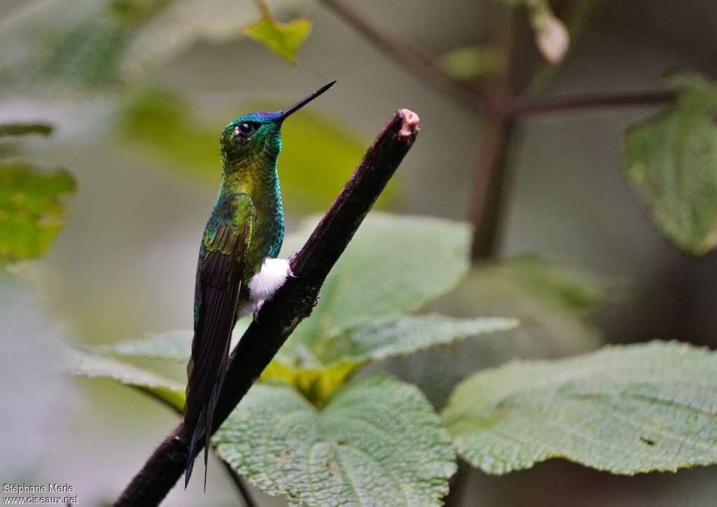 Sapphire-vented Puffleg male adult, identification
