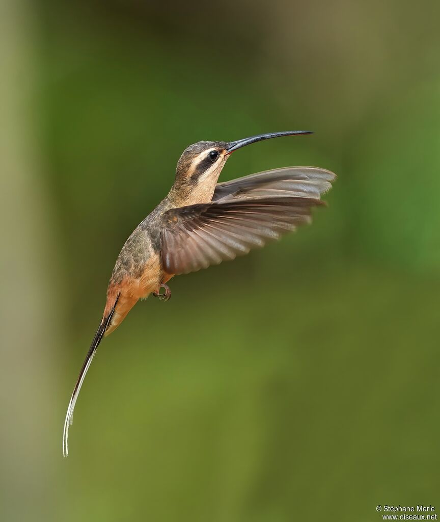 Planalto Hermitadult