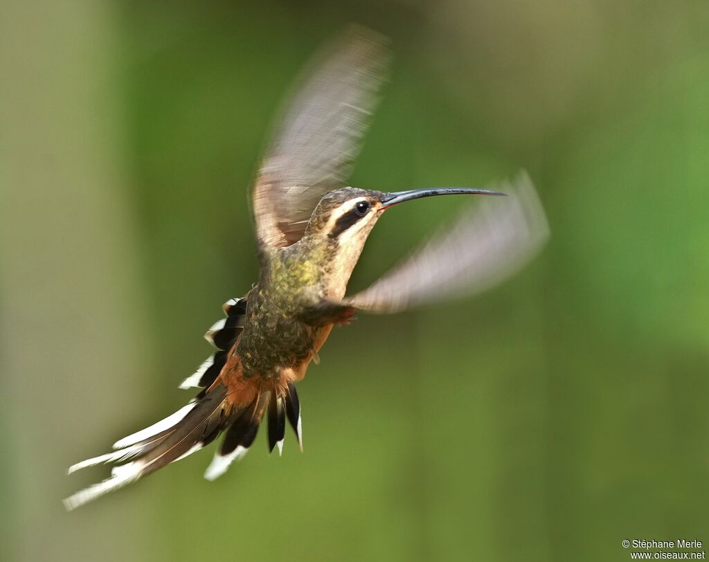 Planalto Hermitadult