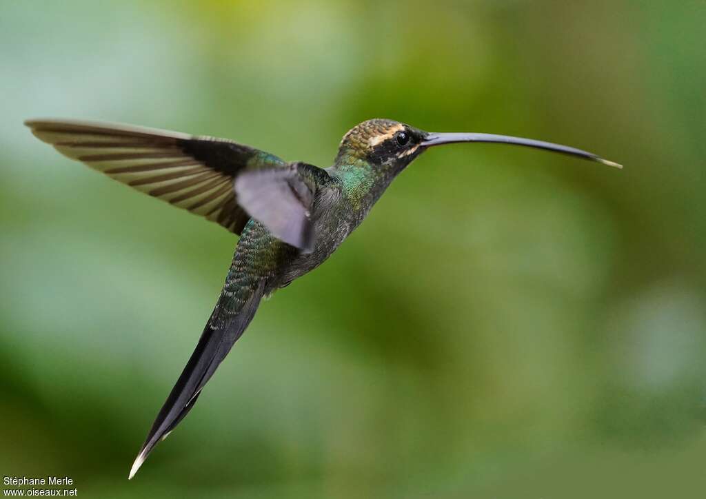 White-whiskered Hermit female adult, identification