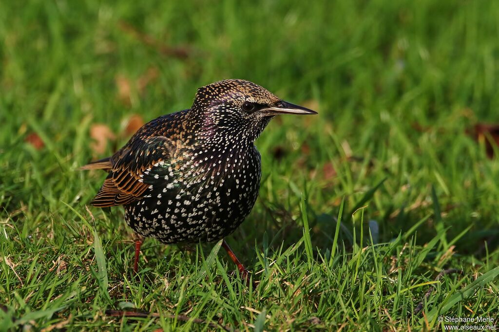 Common Starlingadult, identification