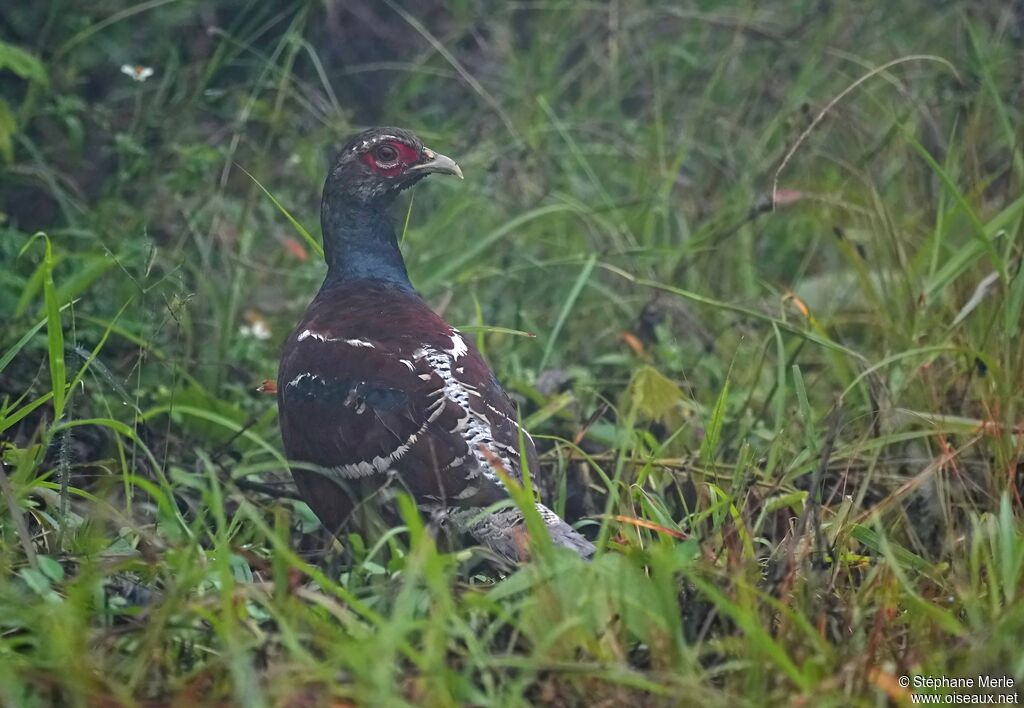 Faisan de Hume mâle adulte