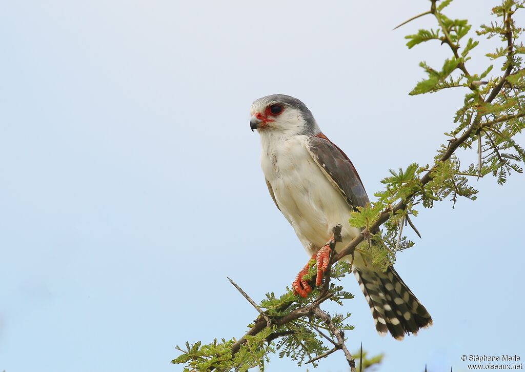 Fauconnet d'Afriqueadulte