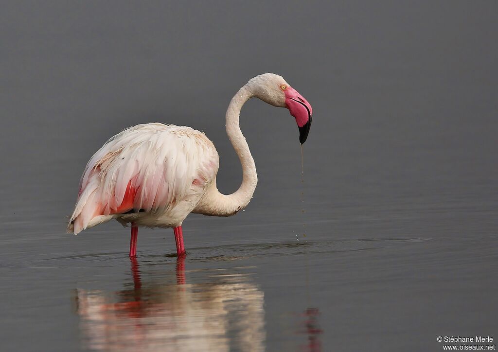 Flamant roseadulte