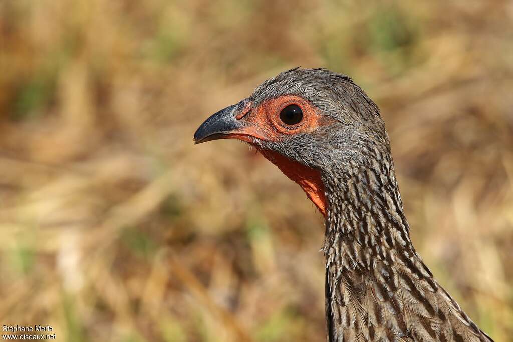 Swainson's Spurfowladult, close-up portrait