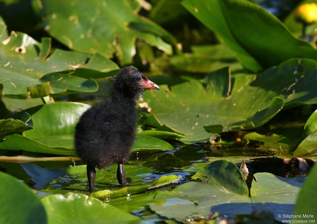 Gallinule poule-d'eaujuvénile