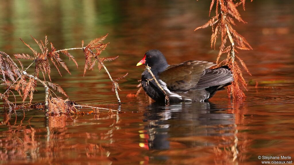 Gallinule poule-d'eauadulte