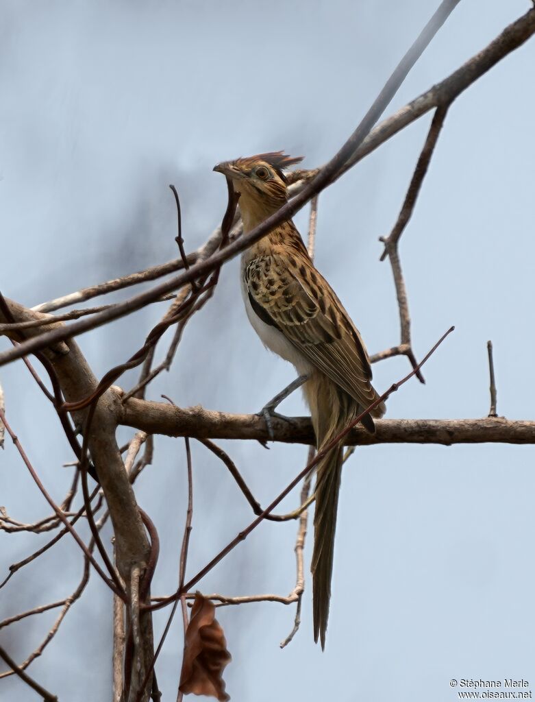 Striped Cuckoo