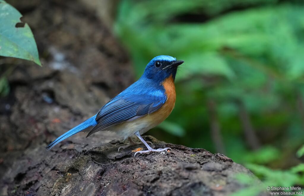 Blue-throated Blue Flycatcher