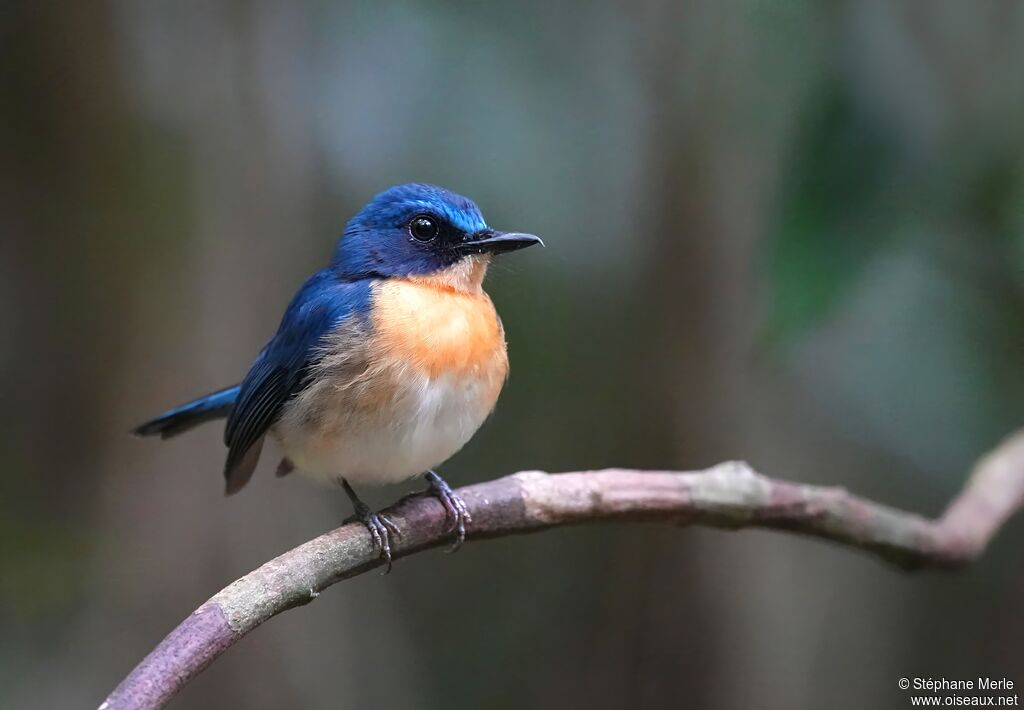 Gobemouche de Balabac mâle adulte