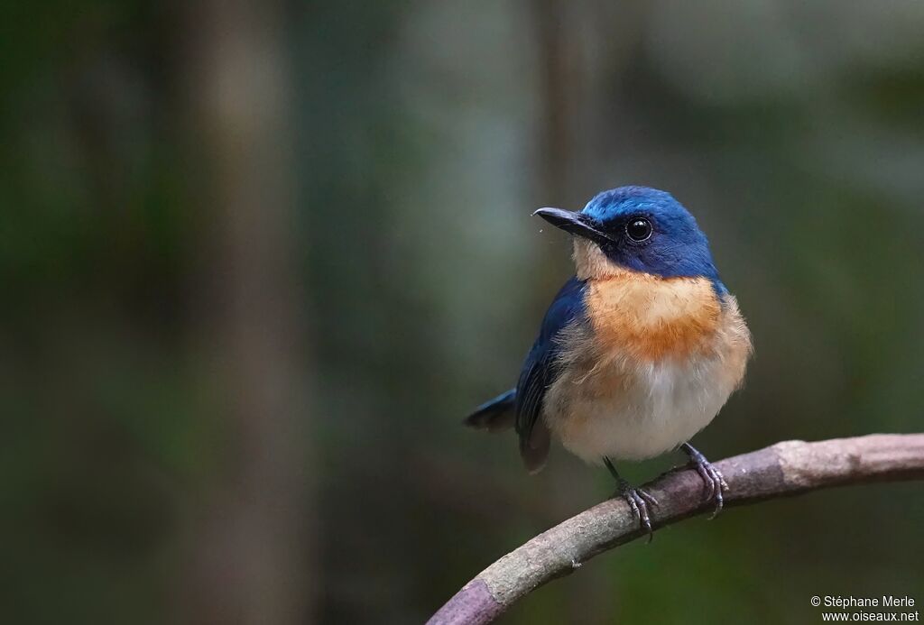 Gobemouche de Balabac mâle adulte