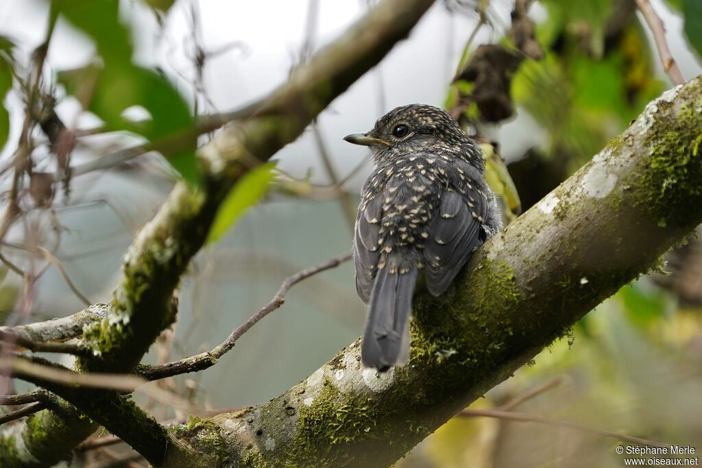 White-eyed Slaty Flycatcherimmature