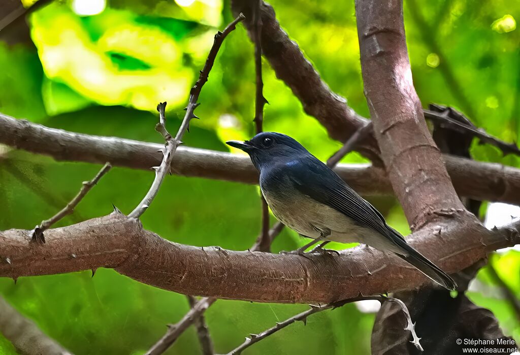 Gobemouche de Hainan